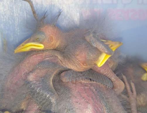 baby bird