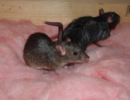 baby rats