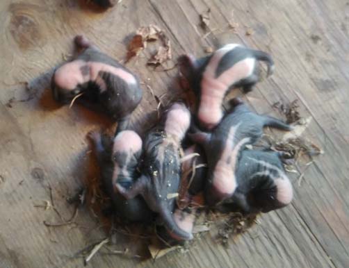 baby skunks