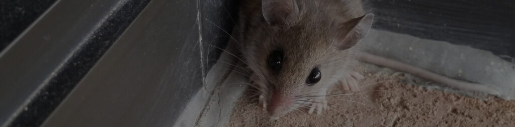 Mouse beside a doorway threshold