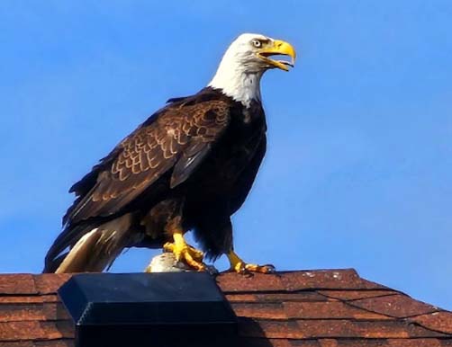 bald eagle in roof