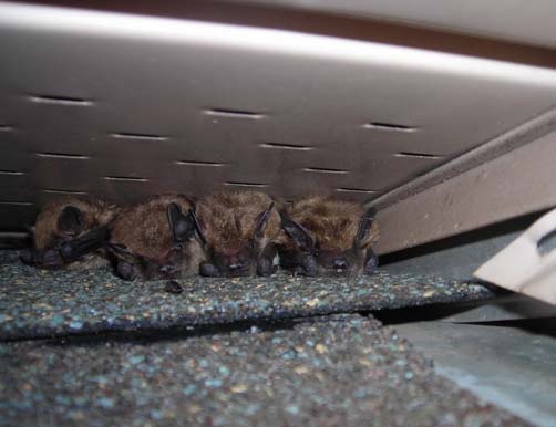 Bats Roosting Inside Home