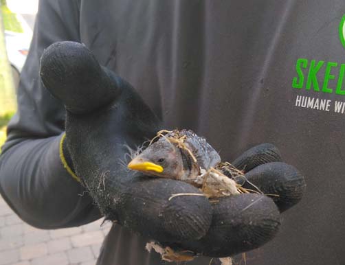 bird in hand