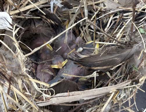 bird nest