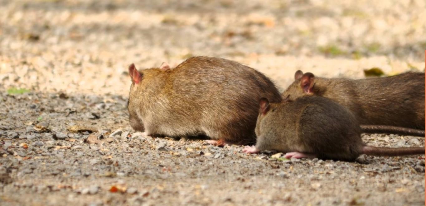 A group of multiple large brown rats foraging together on a gravel ground surface outdoors during the day.