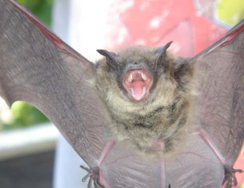 Close-up Photo of a Bat with an Open Mouth