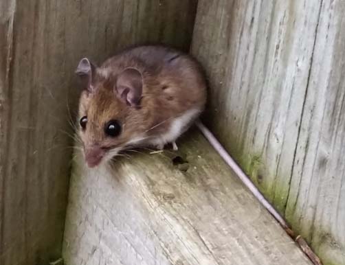 Hiding Mouse