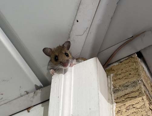 A small brown and white mouse peeks over the top edge of a white wooden pillar next to a ceiling panel.