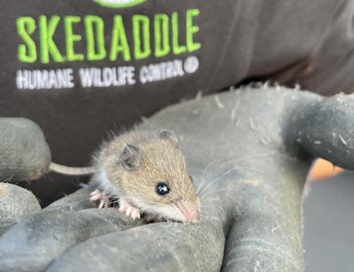 A small, light brown mouse sits in a person's gloved hand in front of a shirt with the Skedaddle Humane Wildlife Control logo.
