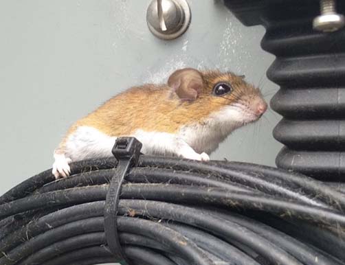 Mouse on Wires