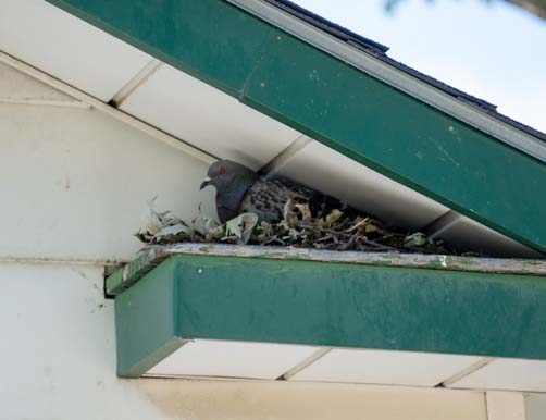 pigeon in roof