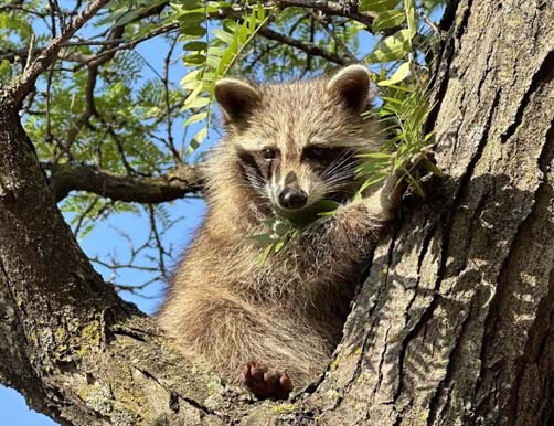 Raccoon in Tree