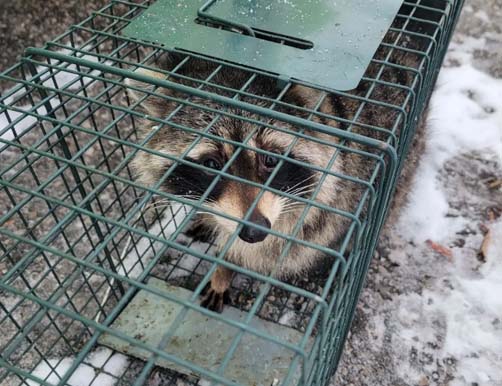 Raccoon Trap Release