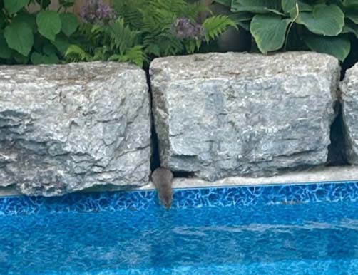rat drinking in pool