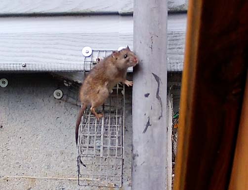 rat enter one way door