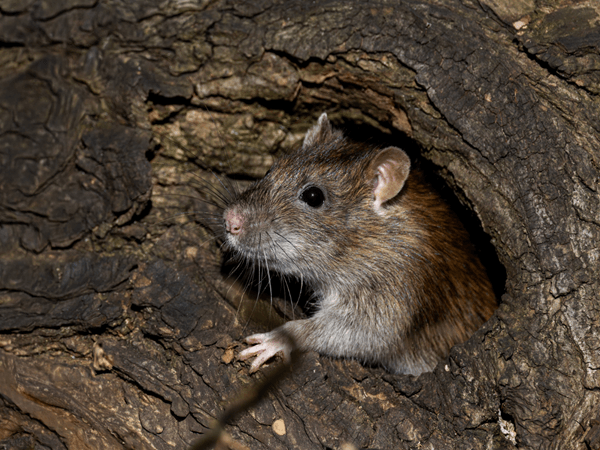 rat in a tree