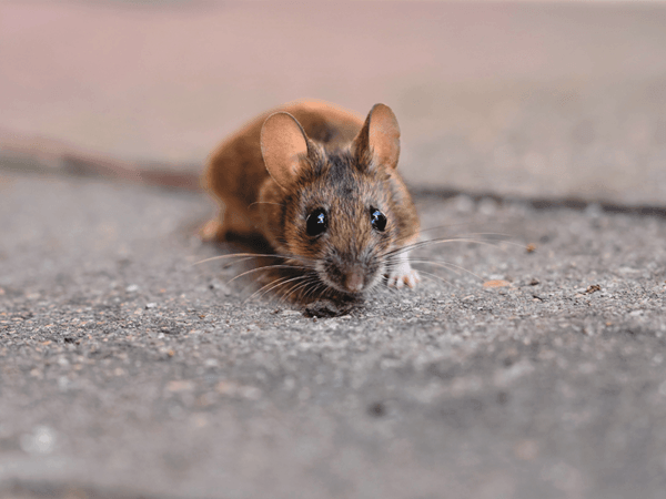 rat in the outdoors