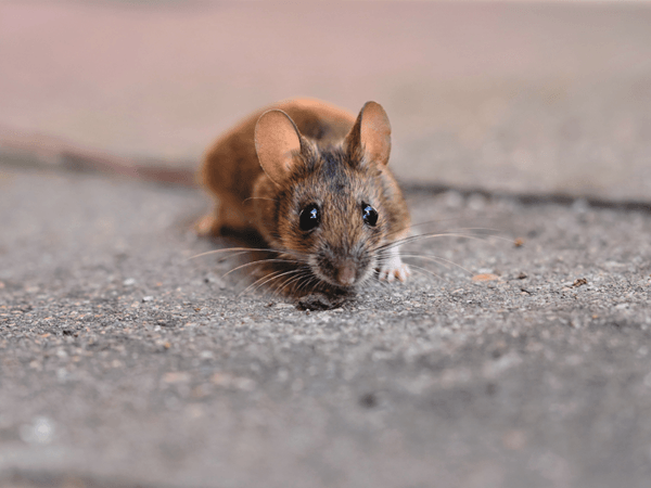 rat in the outdoors