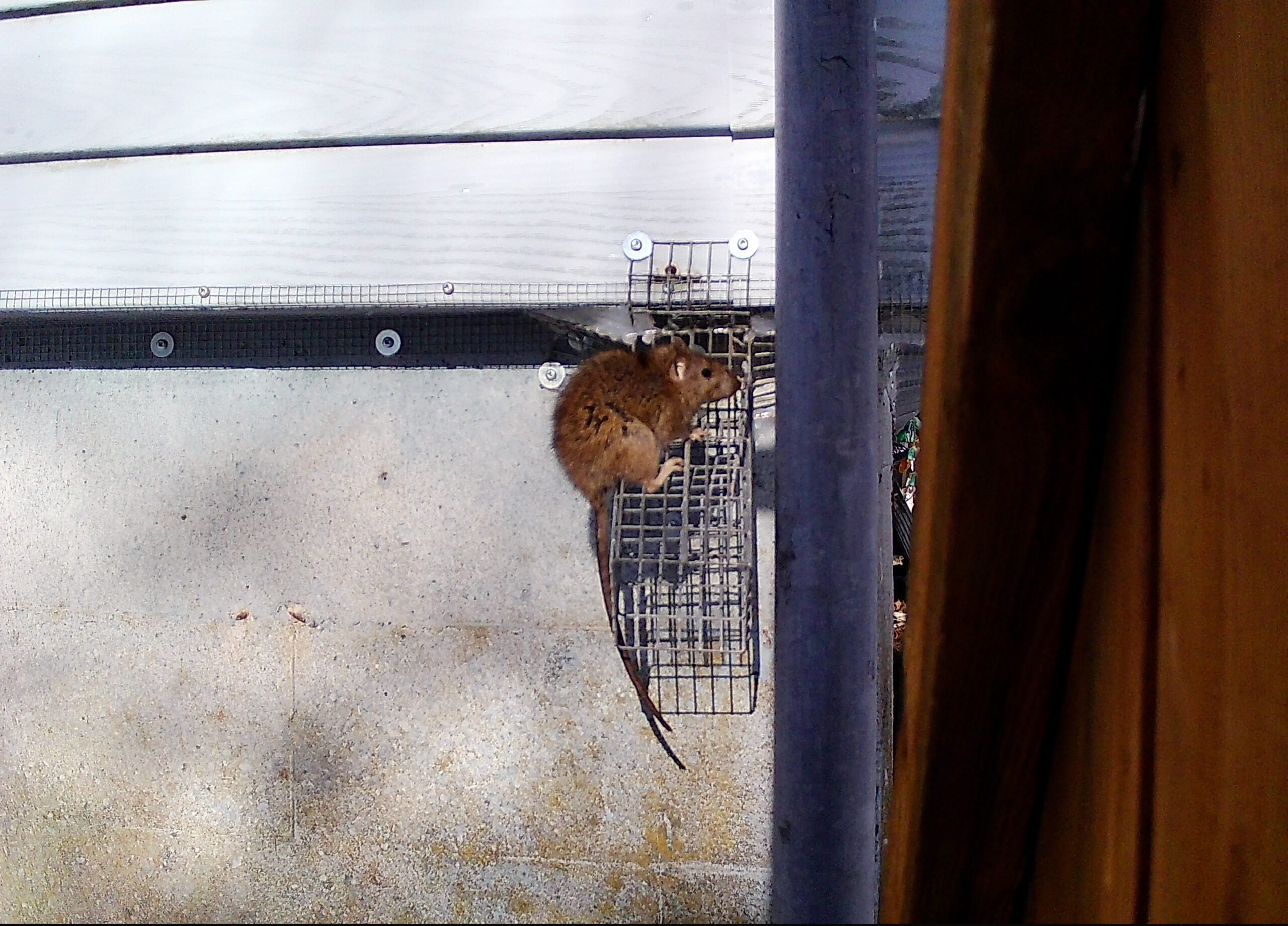 Rat on one way door