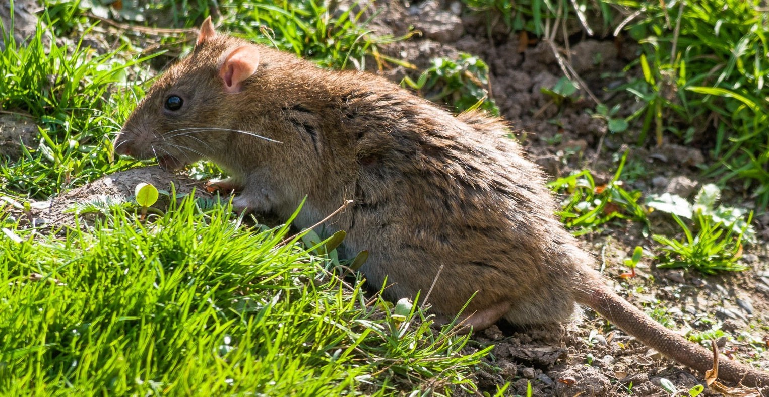 Under deck rat entry