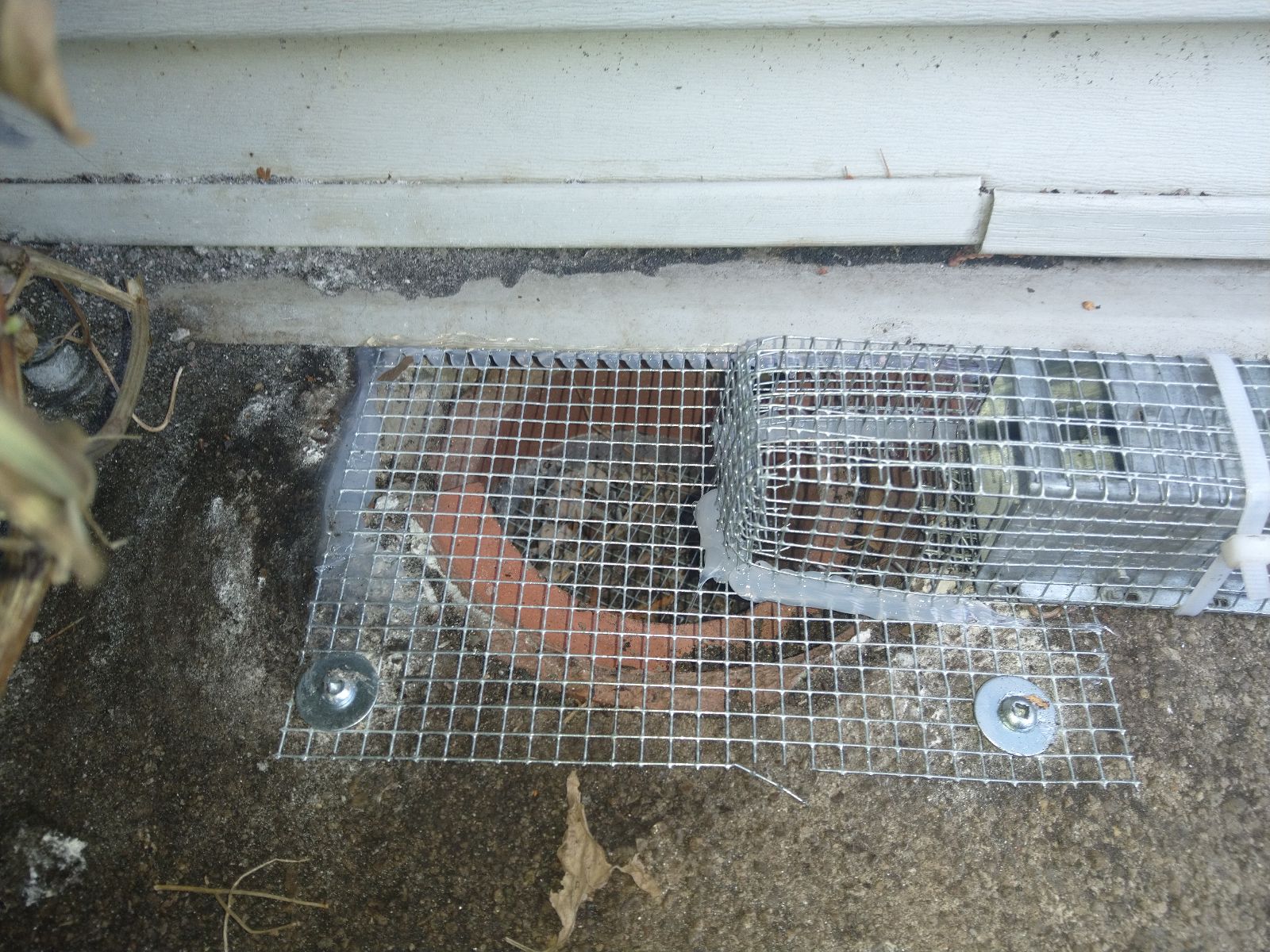 Rat removal