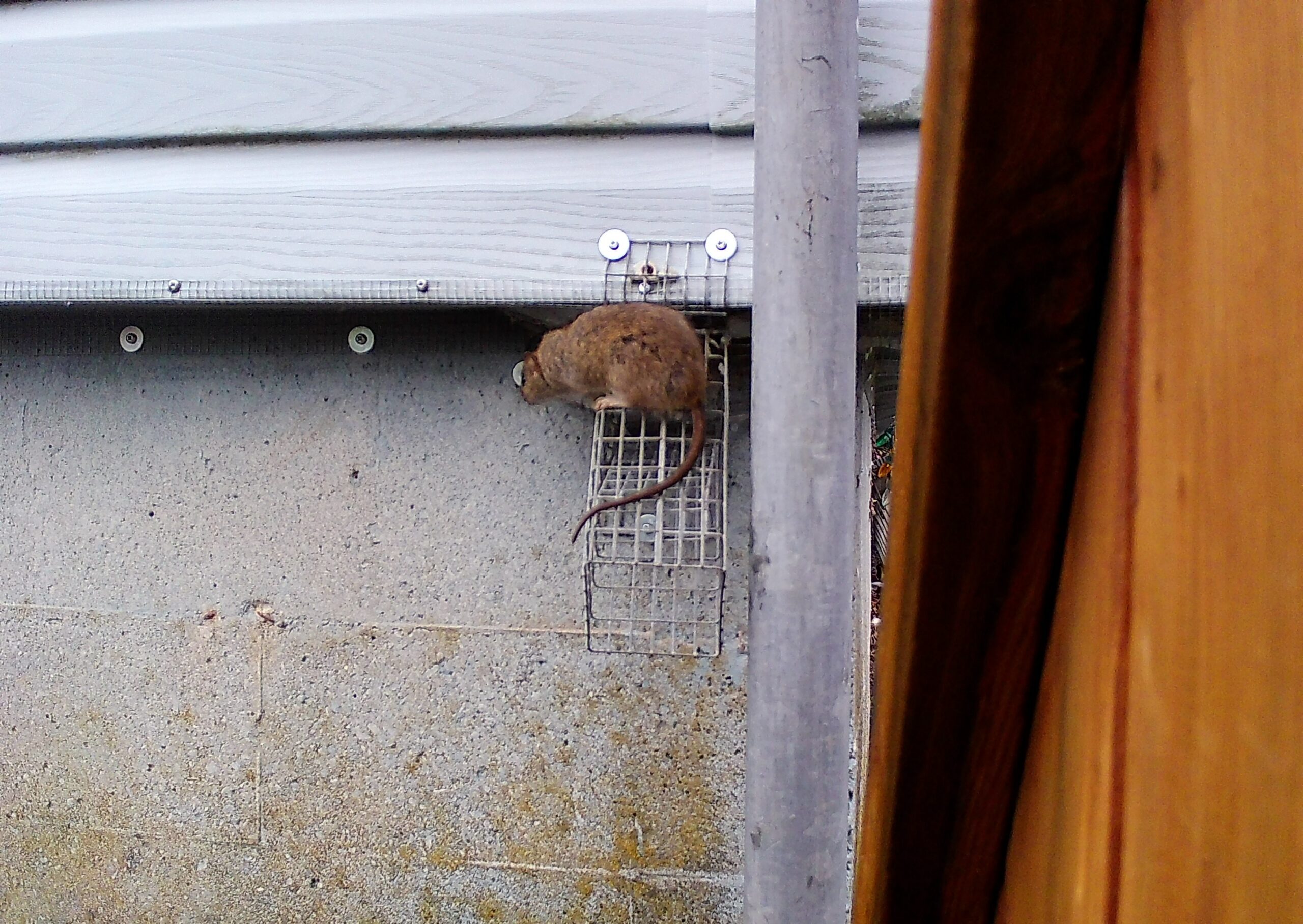 Rat on one Way Door