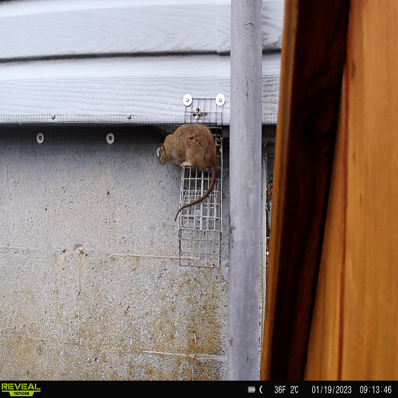 rat sits on one way door after removal