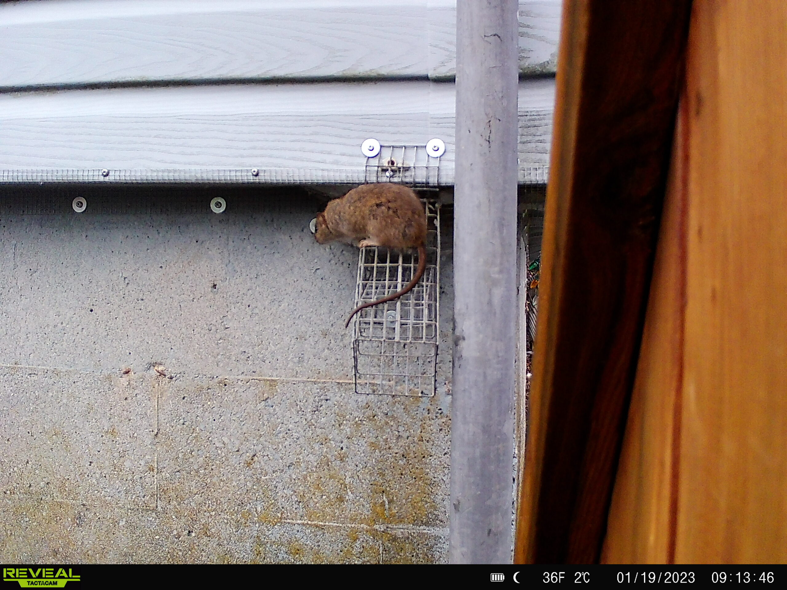 A brown wild rat exiting a home's exterior wall structure through a wire mesh one-way exclusion door installed on a concrete foundation.