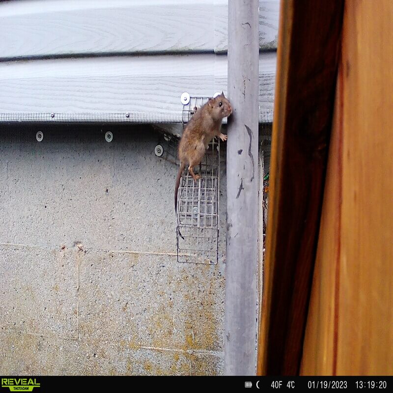 rat tries to enter one way door