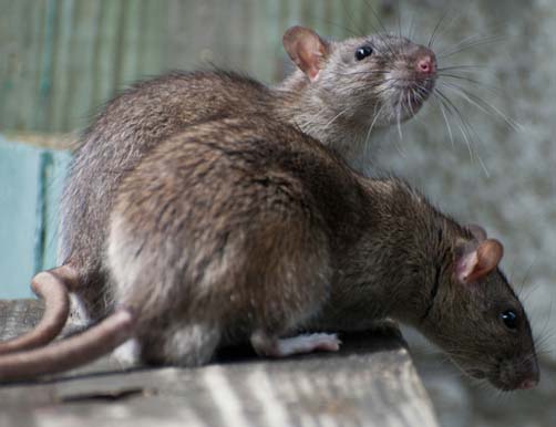 rats in the city