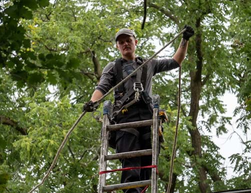 skeda bird removal on roof