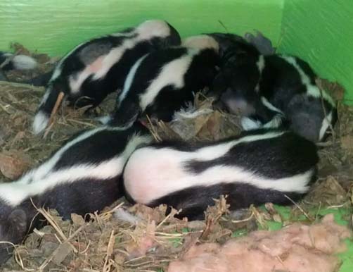 skunk babies
