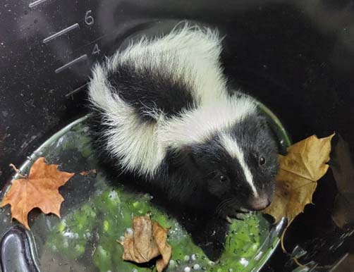 skunk baby cute