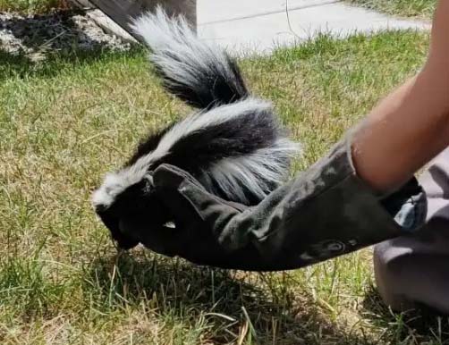 skunk baby in hand