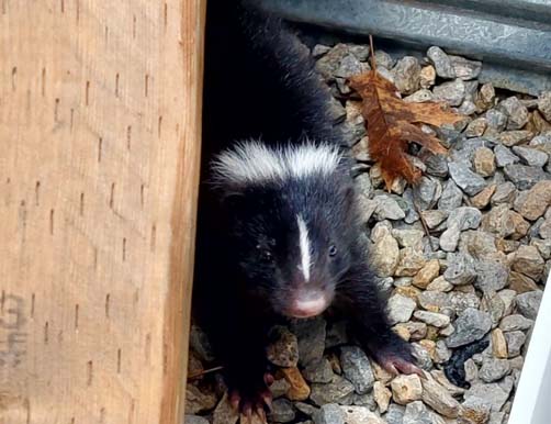 skunk hiding
