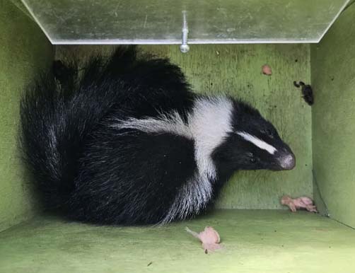 skunk in box