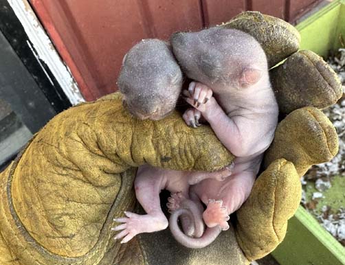 squirrel babies