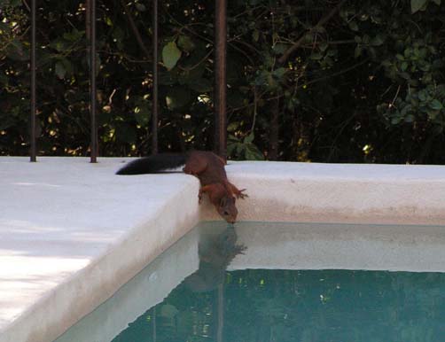 squirrel in pool