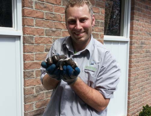 tech holding skunk carefully