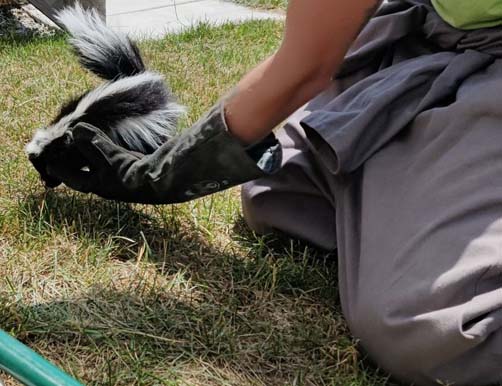 tech holding skunk