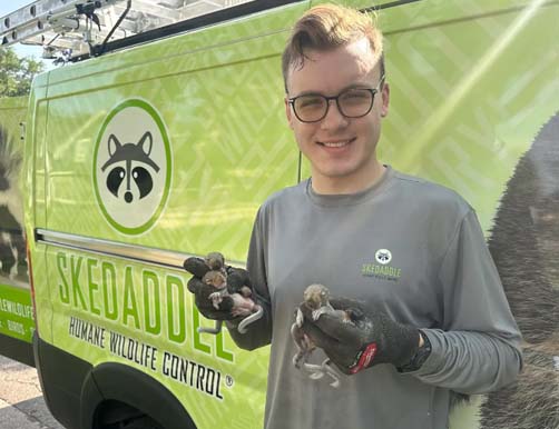 Skedaddle Technician holding squirrels