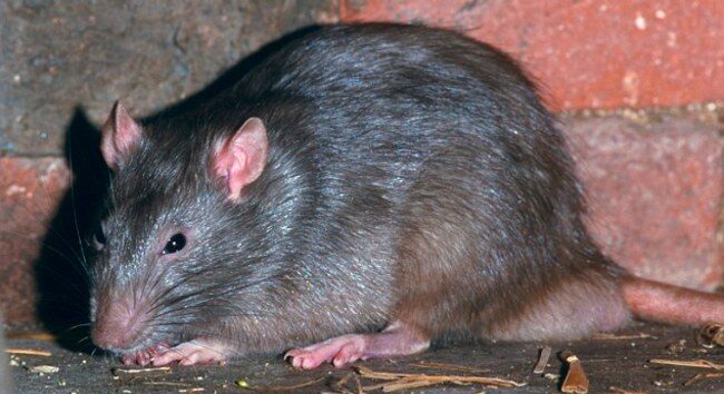 A large brown rat crouching near red brick wall on a wooden surface with scattered debris