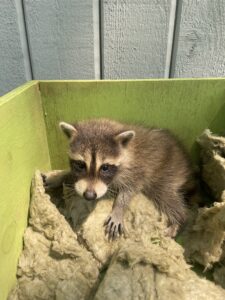 A small baby raccoon resting inside a green wooden heated baby box lined with insulation