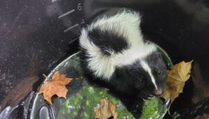 A small baby striped skunk sitting inside a deep black plastic container or bucket with fallen leaves