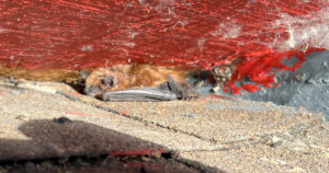 A small brown bat roosting inside a tight gap between asphalt roof shingles and red painted wood trim