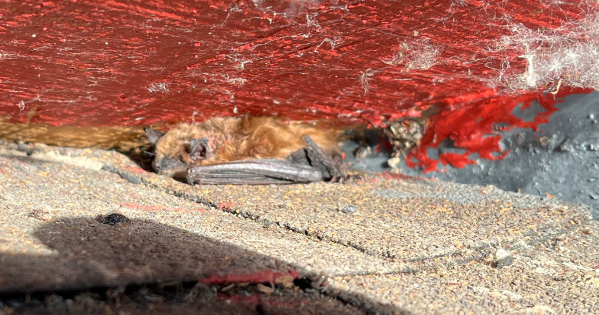 A small brown bat roosting inside a tight gap between asphalt roof shingles and red painted wood trim