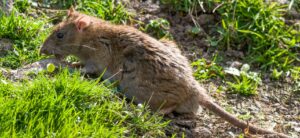 A large brown rat foraging on a patch of dirt and green grass outdoors