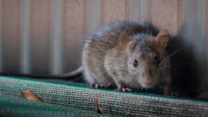 A brown rat sitting on a green mesh surface inside a commercial or industrial building