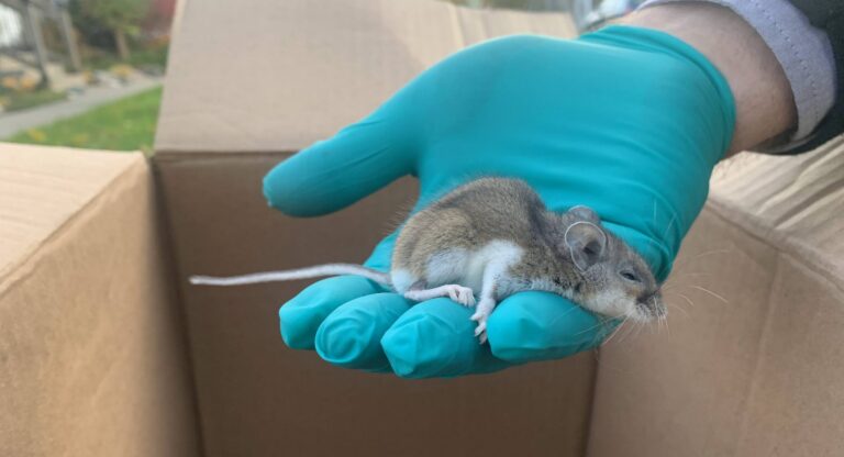 A small deer mouse held gently in a hand wearing a teal protective glove above an open cardboard box