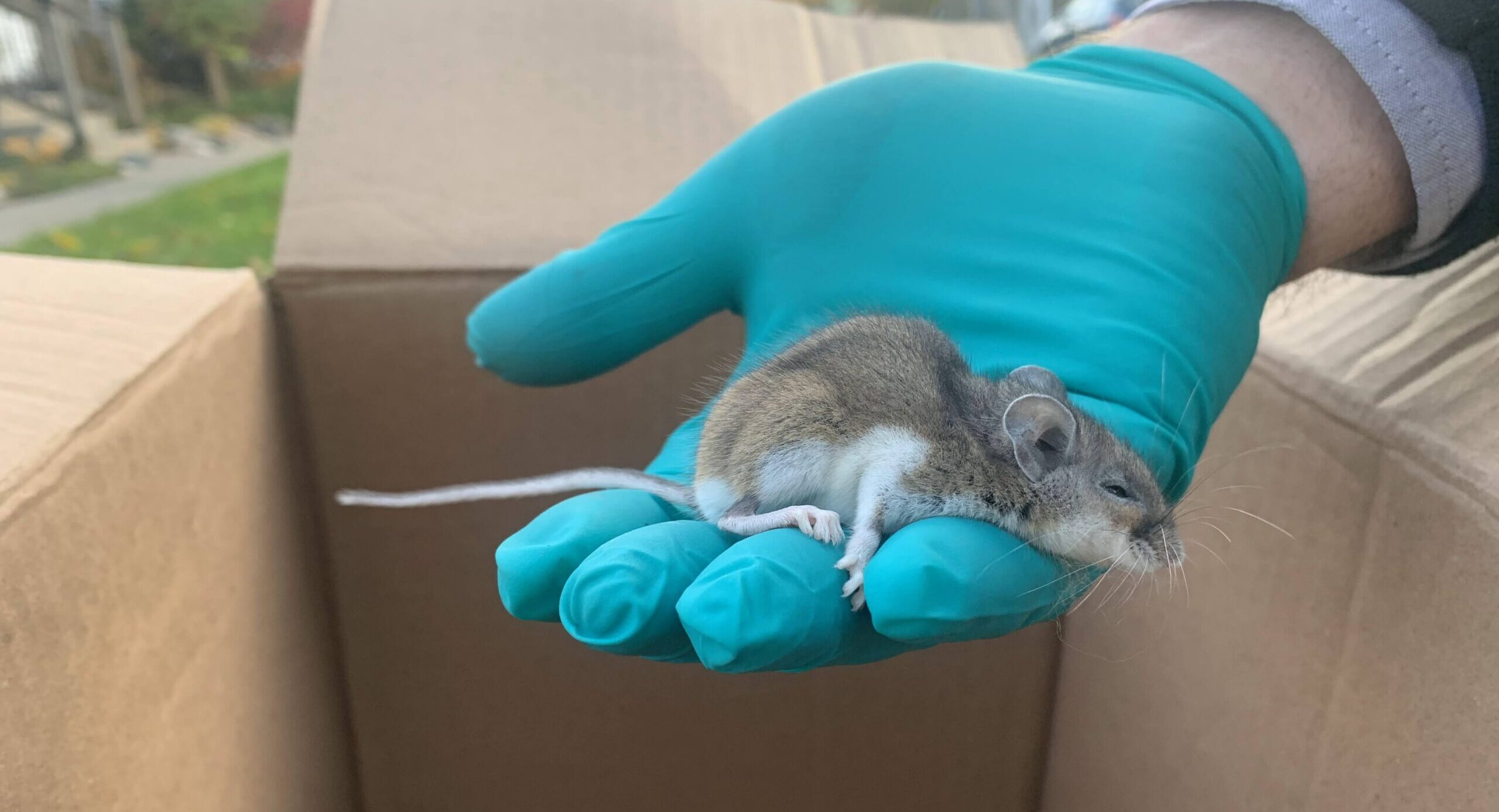 A small deer mouse held gently in a hand wearing a teal protective glove above an open cardboard box